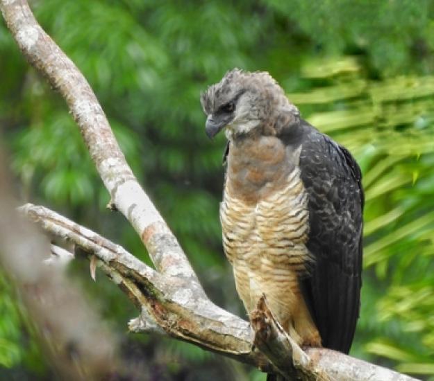 Foto 285619866, (c) Eduar Luis Paez Nuñez, todos los derechos reservados, subido por Eduar Luis Paez Nuñez