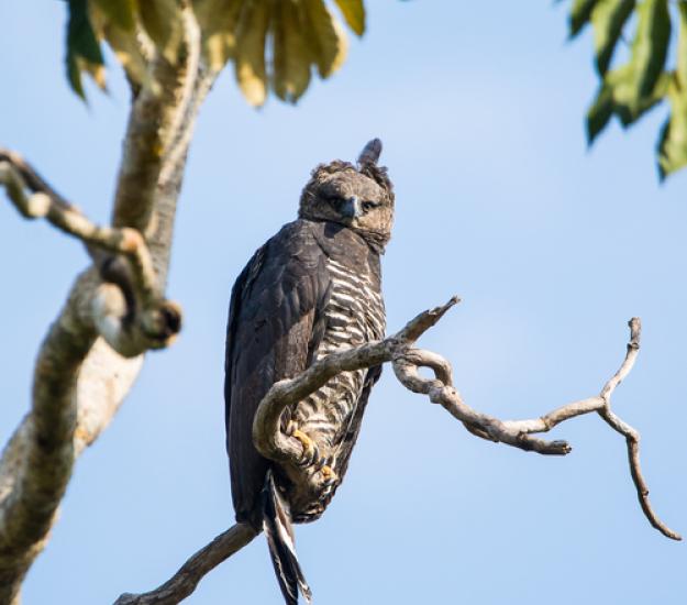 Foto 137641773, (c) NINA WENÓLI, algunos derechos reservados (CC BY-NC), subido por NINA WENÓLI