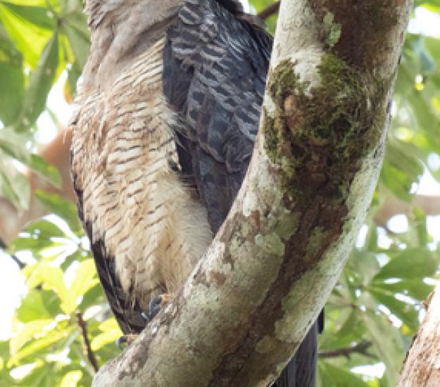 Foto 259299260, (c) Don Marsille, algunos derechos reservados (CC BY-NC), subido por Don Marsille