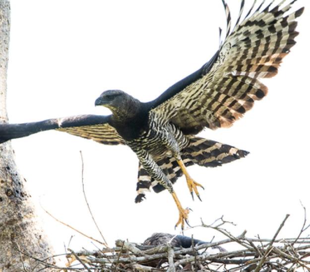 Foto 137645015, (c) NINA WENÓLI, algunos derechos reservados (CC BY-NC), subido por NINA WENÓLI