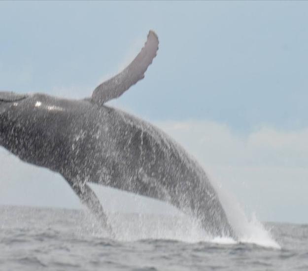 Ballena Jorobada
