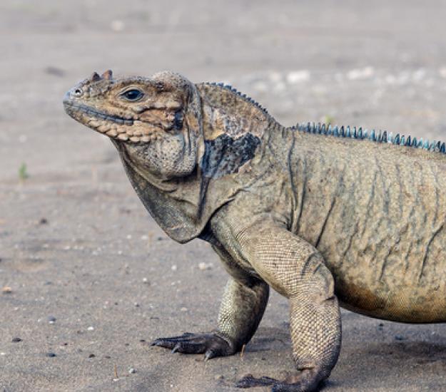 Foto 186120166, (c) Franklin Howley-Dumit Serulle, algunos derechos reservados (CC BY-NC), subido por Franklin Howley-Dumit Serulle