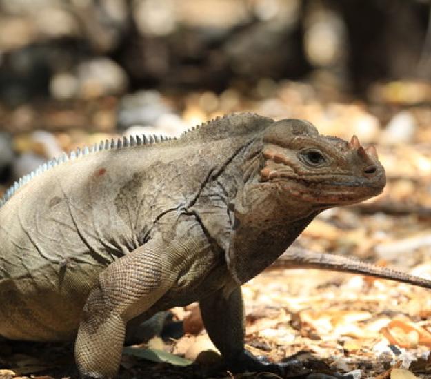 Foto 253449, (c) ronsavage, algunos derechos reservados (CC BY-NC-SA), subido por ronsavage