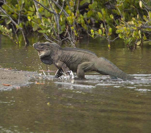 Foto 49359689, (c) Pedro Genaro Rodriguez, algunos derechos reservados (CC BY-NC), subido por Pedro Genaro Rodriguez