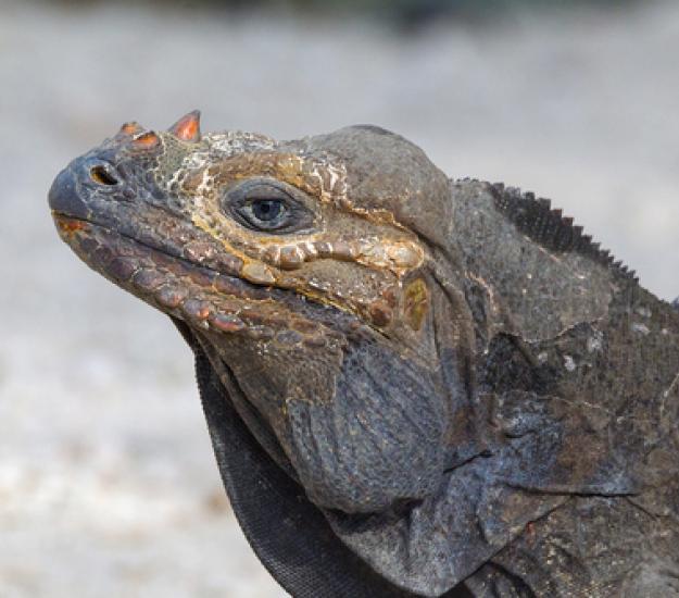 Foto 12812005, (c) Pedro Genaro Rodriguez, algunos derechos reservados (CC BY-NC), subido por Pedro Genaro Rodrigue