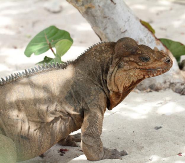 Foto 49425683, (c) Kristof Zyskowski, algunos derechos reservados (CC BY), subido por Kristof Zyskowski