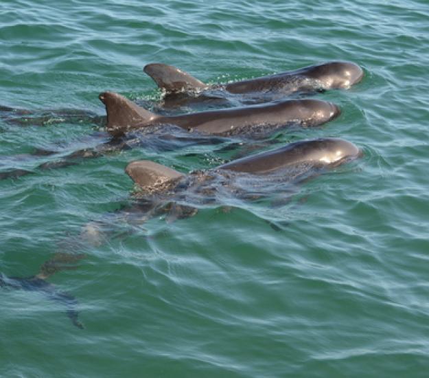 Foto 49105880, (c) Sergio Martínez, algunos derechos reservados (CC BY-NC), subido por Sergio Martínez