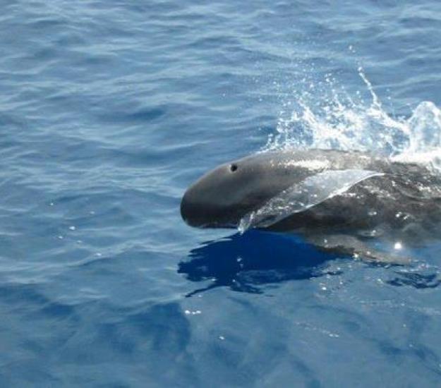 Foto 5957765, (c) Oscar Johnson, algunos derechos reservados (CC BY-NC-ND), subido por Oscar Johnson