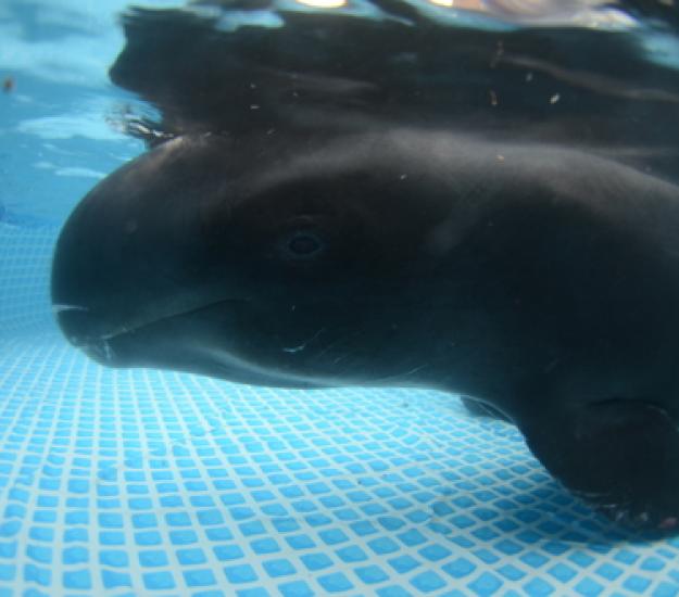 Foto 49106036, (c) Sergio Martínez, algunos derechos reservados (CC BY-NC), subido por Sergio Martínez