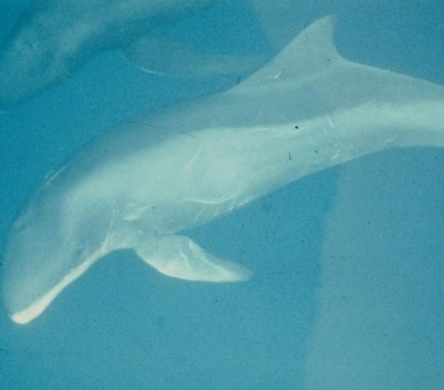 Foto 129794, (c) WoRMS for SMEBD, algunos derechos reservados (CC BY-NC-SA)