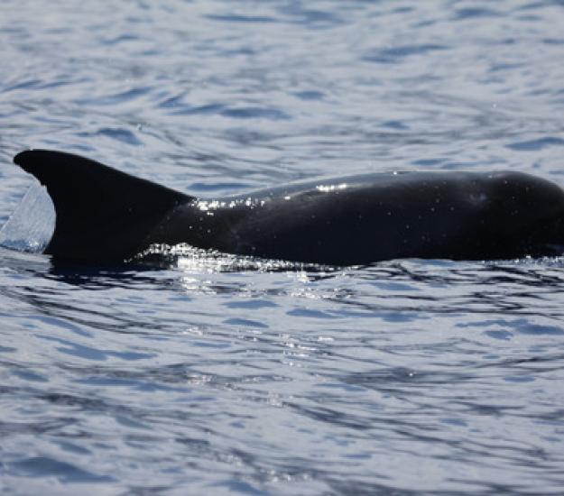 Foto 177754, (c) Pacific Cetaceans, todos los derechos reservados, subido por Pacific Cetaceans