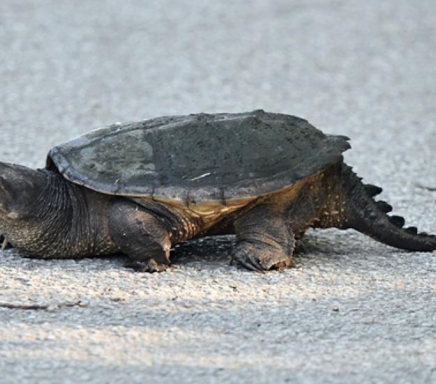 Tortuga Lagarto Norteña