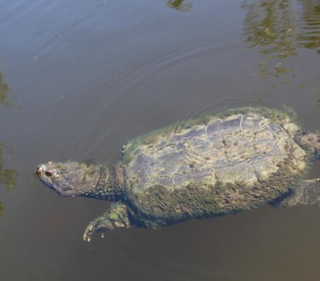 Tortuga Lagarto Norteña