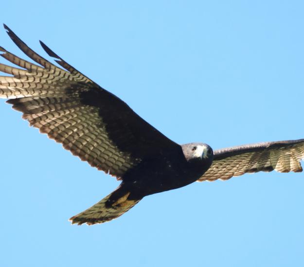 Aguililla Aura (Buteo albonotatus)