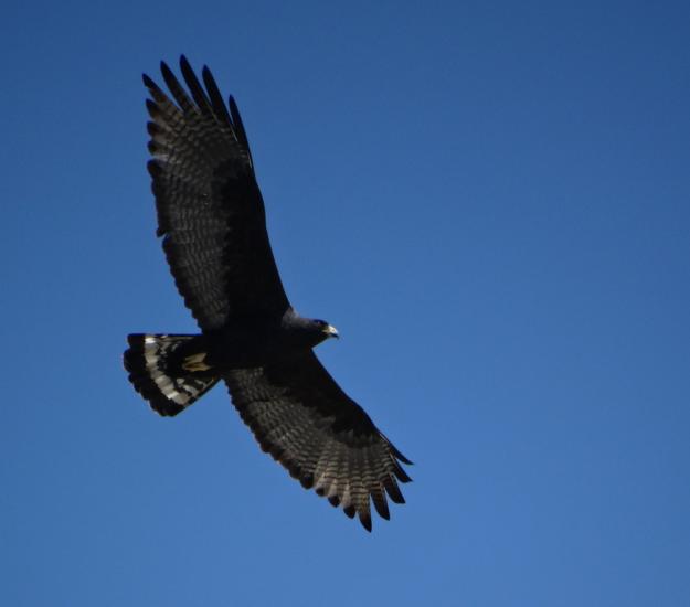 Aguililla Aura (Buteo albonotatus)