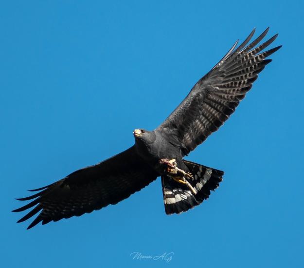 Aguililla Aura (Buteo albonotatus)