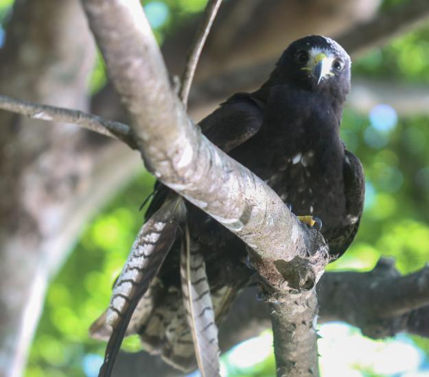 Aguililla Aura (Buteo albonotatus)
