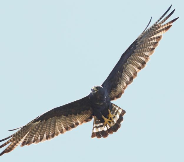 Aguililla Aura (Buteo albonotatus)