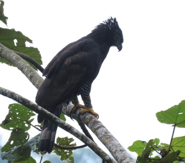 Águila Tirana (Spizaetus tyrannus)