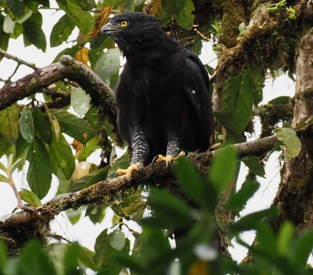 Águila Tirana (Spizaetus tyrannus)