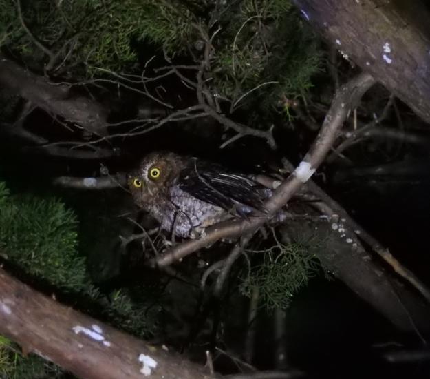 Autillo Serrano (Megascops clarkii)