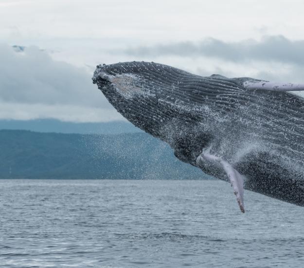 Ballena Jorobada (Megaptera novaeangliae)