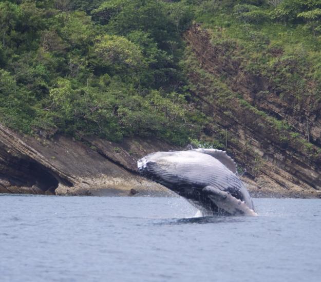 Ballena Jorobada (Megaptera novaeangliae)