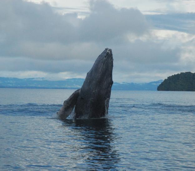 Ballena Jorobada (Megaptera novaeangliae)