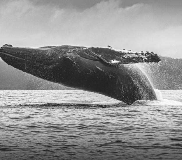 Ballena Jorobada (Megaptera novaeangliae)