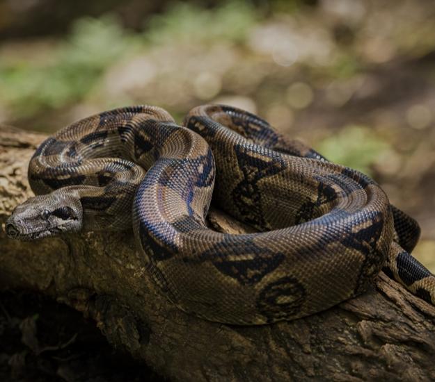 Béquer (Boa imperator)