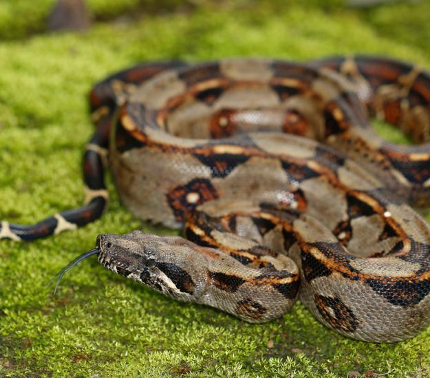 Béquer (Boa imperator)