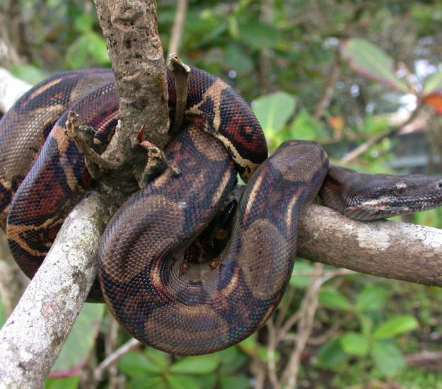 Béquer (Boa imperator)