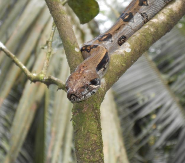 Béquer (Boa imperator)