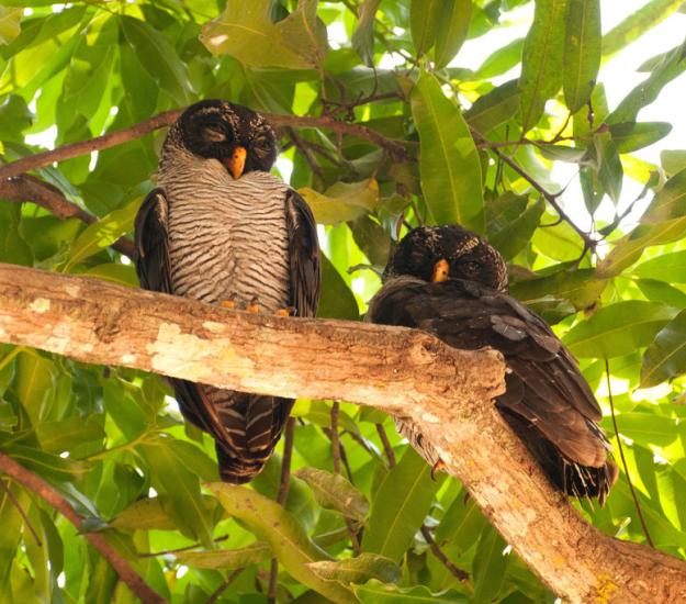 Búho Blanquinegro (Strix nigrolineata)