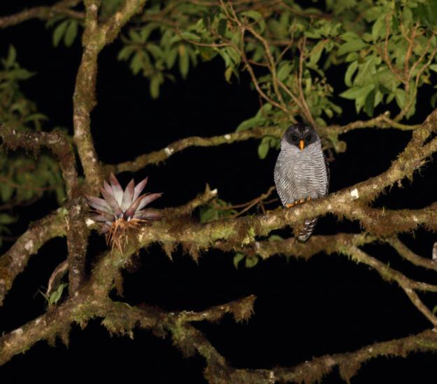 Búho Blanquinegro (Strix nigrolineata)