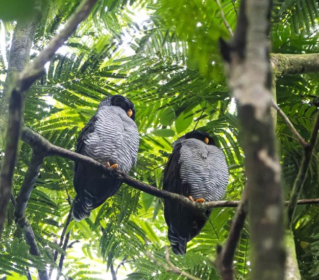 Búho Blanquinegro (Strix nigrolineata)