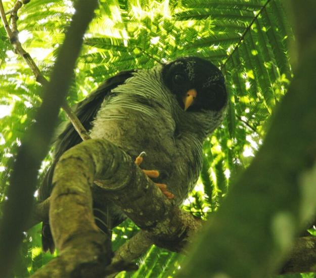 Búho Blanquinegro (Strix nigrolineata)