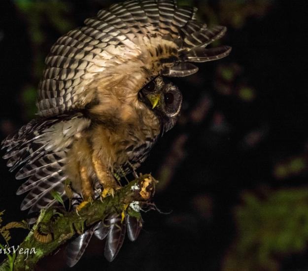 Búho Café (Strix virgata)
