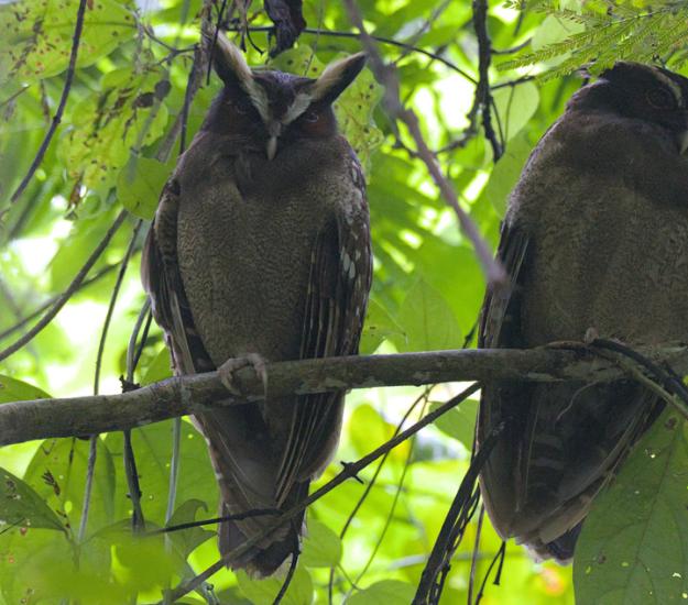 Búho Cuernos Blancos (Lophostrix cristata)
