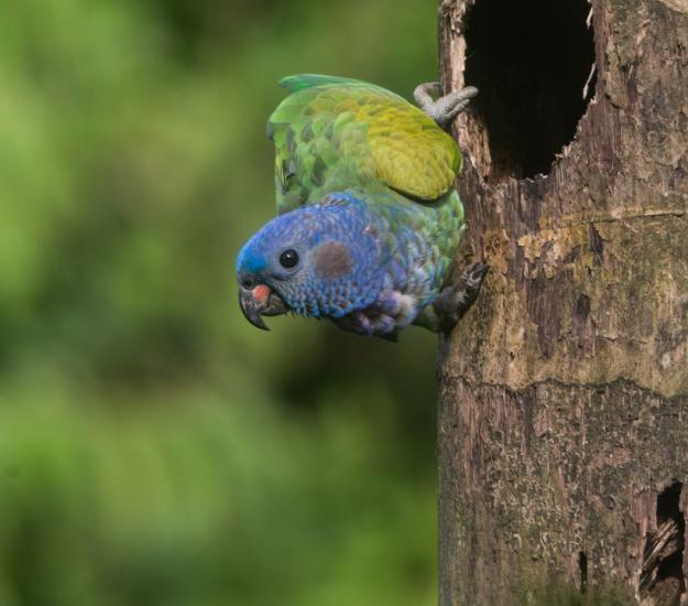 Loro Cabeciazul (Pionus menstruus)