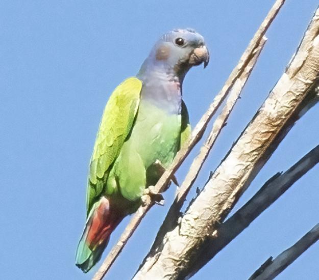 Loro Cabeciazul (Pionus menstruus)