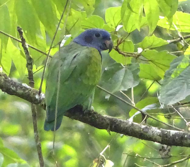 Loro Cabeciazul (Pionus menstruus)
