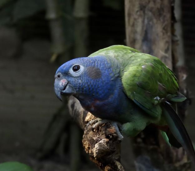 Loro Cabeciazul (Pionus menstruus)