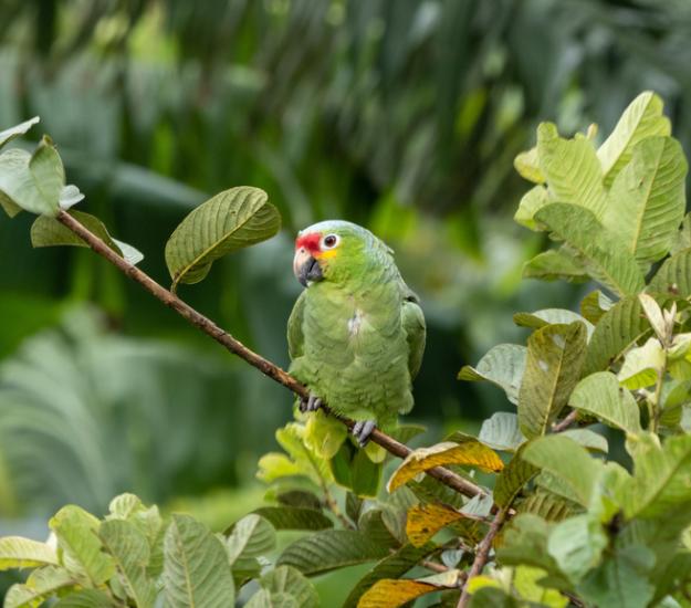 Loro Cachetes Amarillos (Amazona autumnalis)