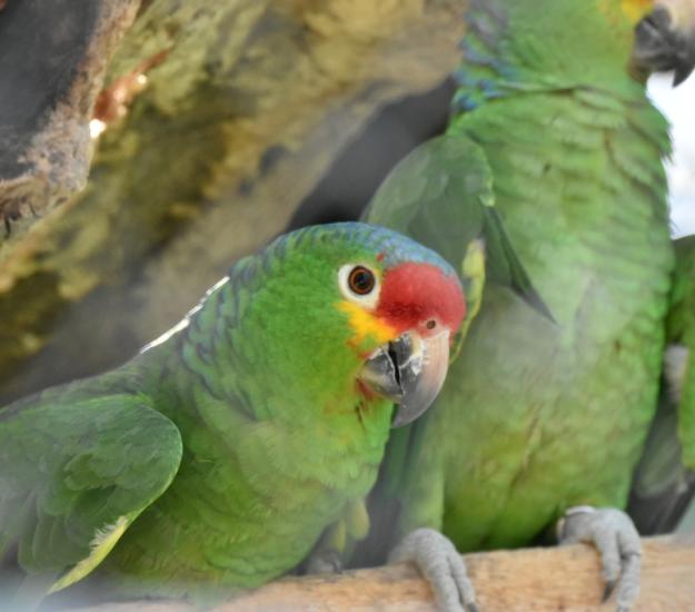 Loro Cachetes Amarillos (Amazona autumnalis)
