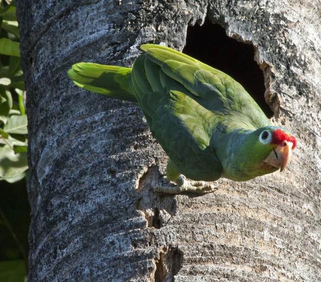 Loro Cachetes Amarillos (Amazona autumnalis)