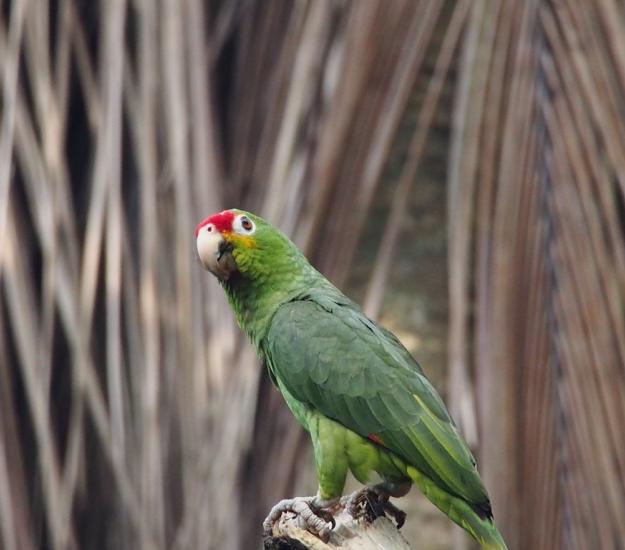 Loro Cachetes Amarillos (Amazona autumnalis)
