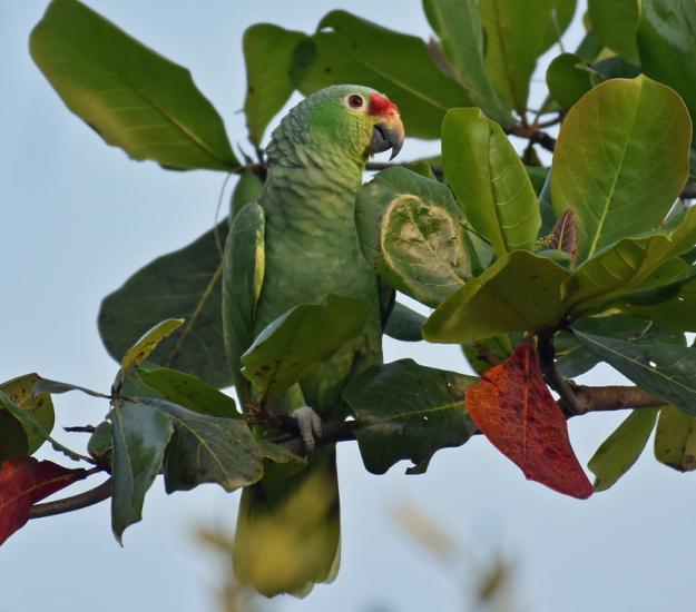 Loro Cachetes Amarillos (Amazona autumnalis)