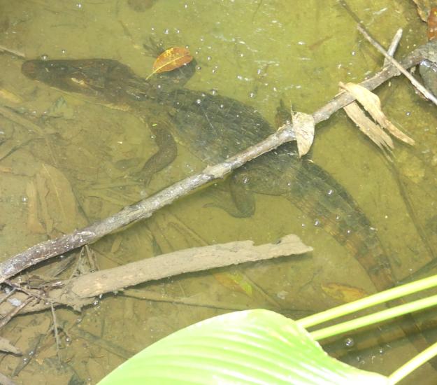 Caimán (Caiman crocodilus)