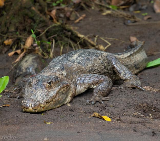 Caimán (Caiman crocodilus)